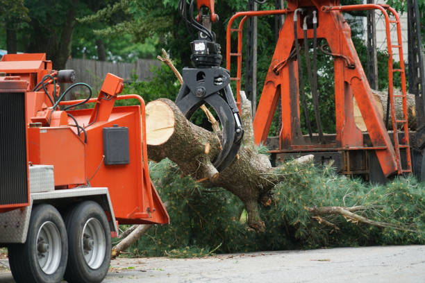 Best Tree Cutting Near Me  in Valencia, NM